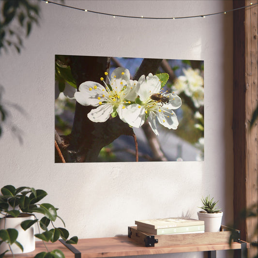 Nature Poster - Bumblebee and Apple Blossom Photo